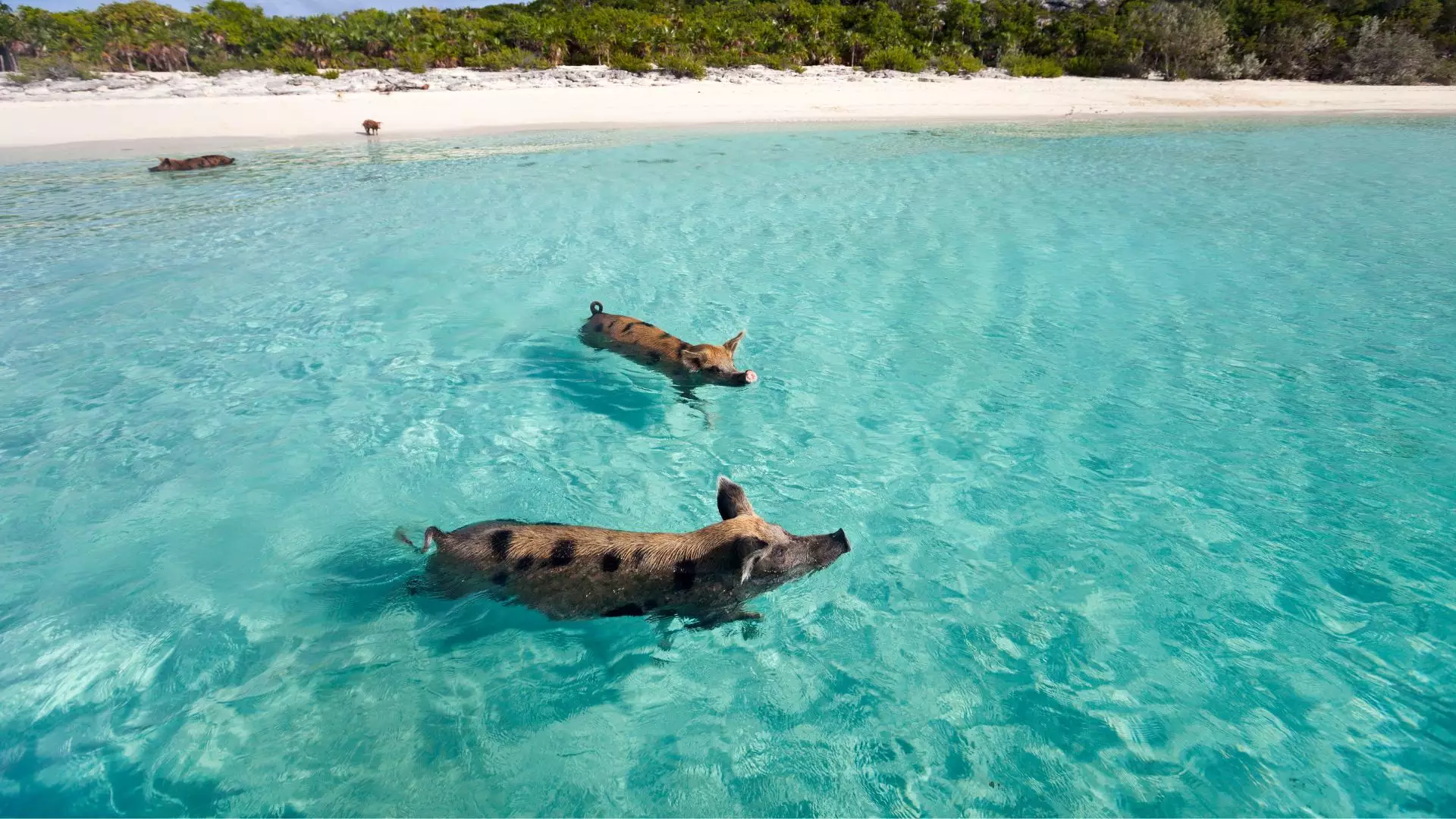 Two pigs swimming in clear turquoise water off a beach in the Exuma Cays