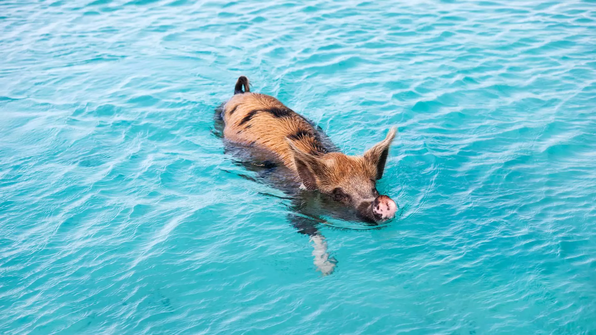 A pig swimming in clear turquoise water in the Exuma Cays