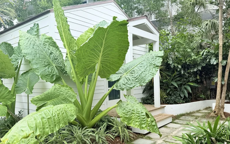 Coconut Shy - Eleuthera (22)