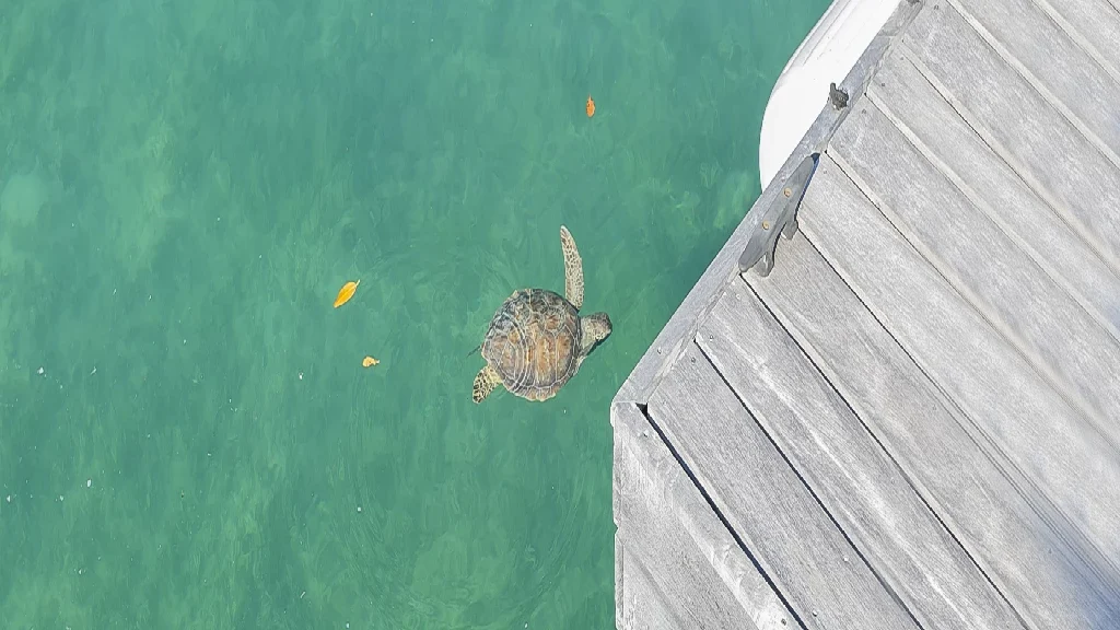 Foster Hill - Natural Sorroundings (1)