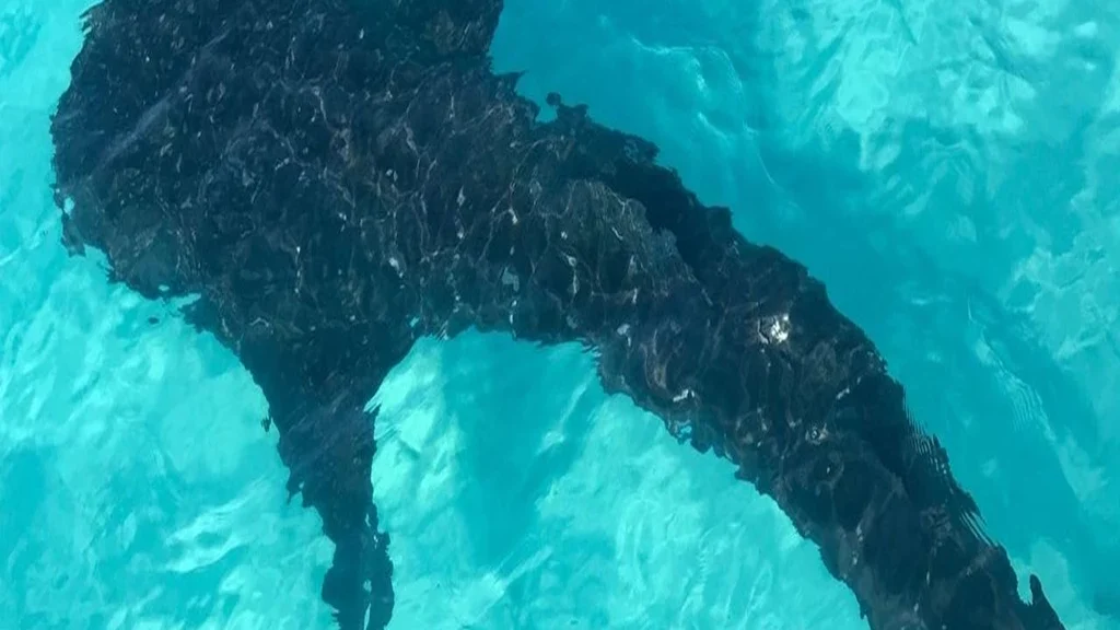 Foster Hill - Natural Sorroundings (7)