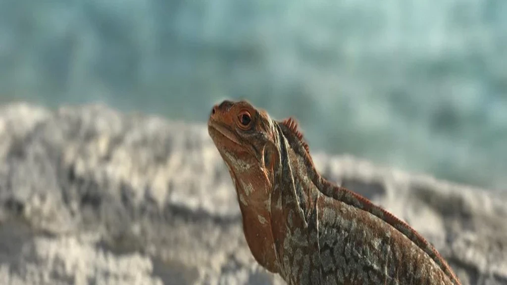 Foster Hill - Natural Sorroundings (8)