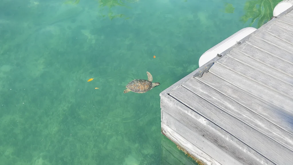 Foster Hill - The Marina (4)